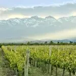 5.20-22第34屆Interwine智利展團——新世界標桿，穩(wěn)步開拓中國市場