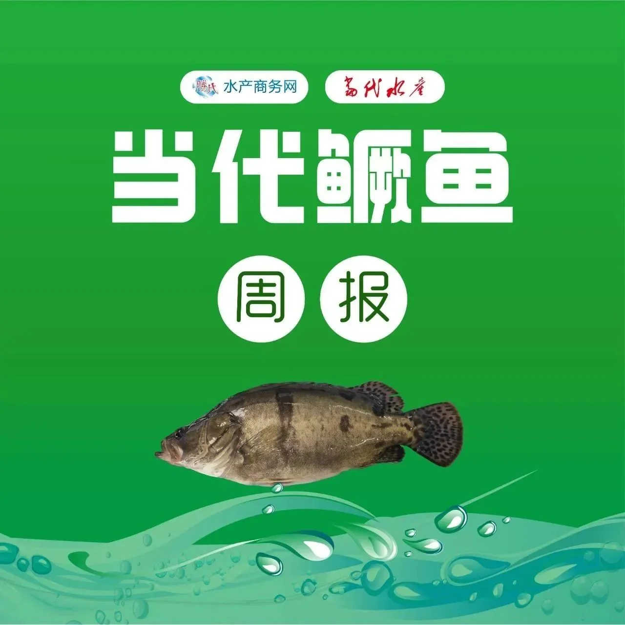 节前大跌价，最高跌4.5元/斤！养殖户出鱼积极高，业者预测节后继续跌
