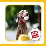 提供安全優(yōu)質(zhì)的寵物玩具 | GiGwi（貴為）誠邀您參觀世寵會(huì)·武漢寵物展