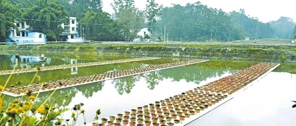 鱼类腥味物质研究进展