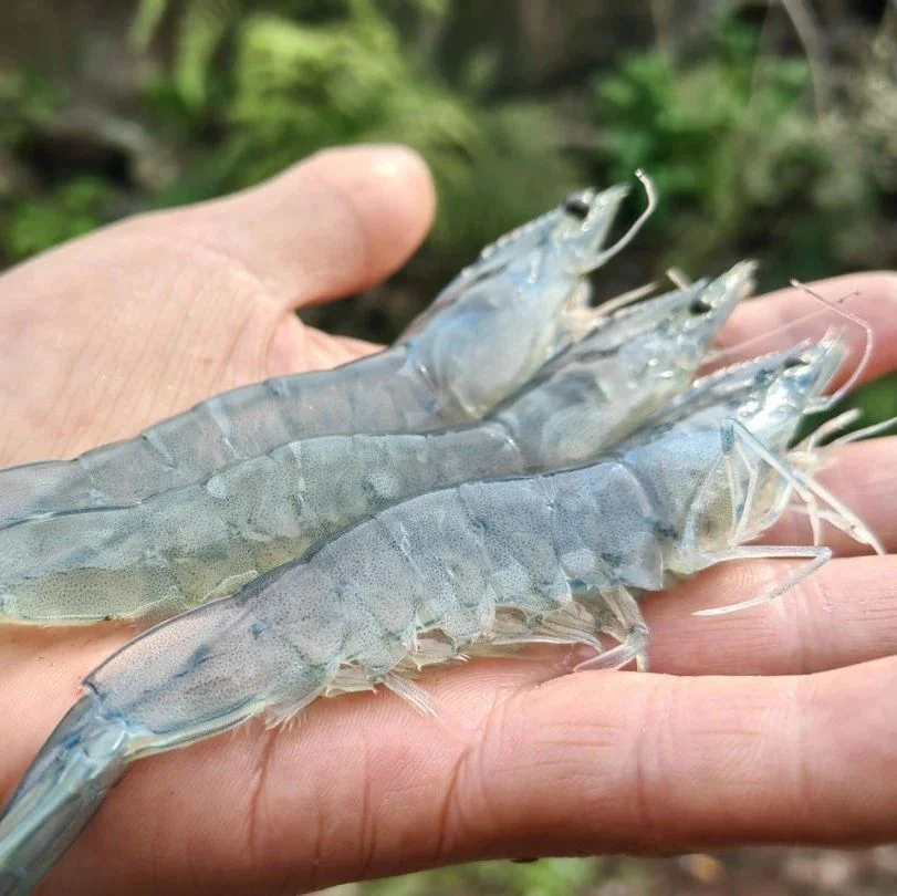 沐川：南美白对虾试养成功