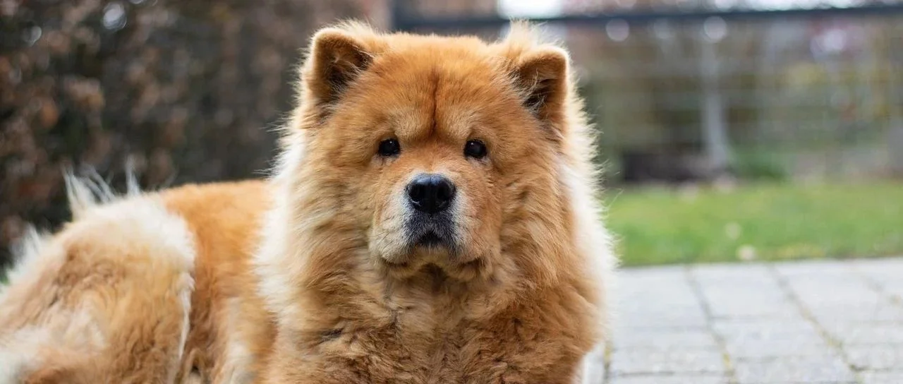 一例老年犬肺炎与尿路感染诊断与治疗的病例报告