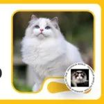 繁育纯血布偶猫 | 特特家的布偶猫诚邀您参观世宠会·重庆宠物展