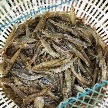 工厂化养虾后，又一全新养虾模式登场，每m2可产80斤虾！业内人士：会是未来主流！