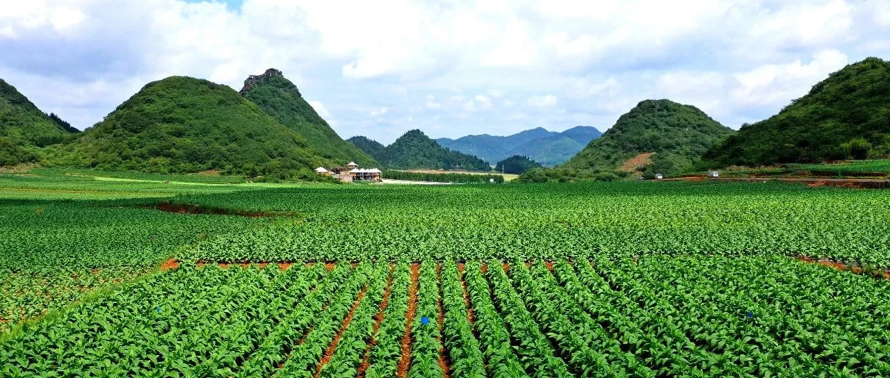 为乡村注入绿色发展新活力——云南省局（公司）践行生态文明理念助力乡村振兴