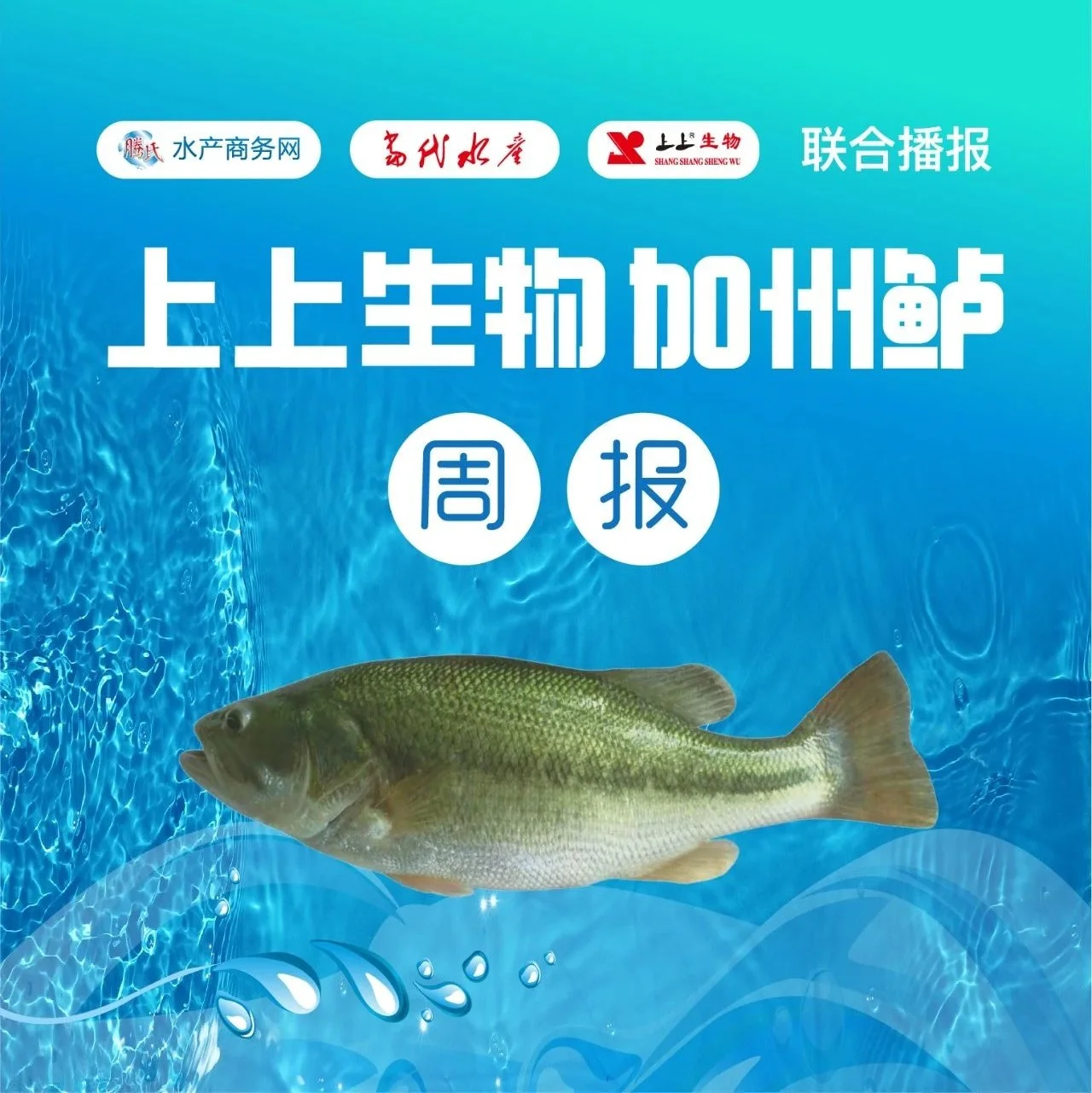 涨跌互现！广东最高涨0.8元/斤，市场需求稳定，大鱼爽市 | 上上生物联合报价㉘