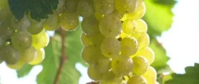 5.23-25第32届Interwine德国展团——来自冷凉产区的清新之作快速征服中国市场