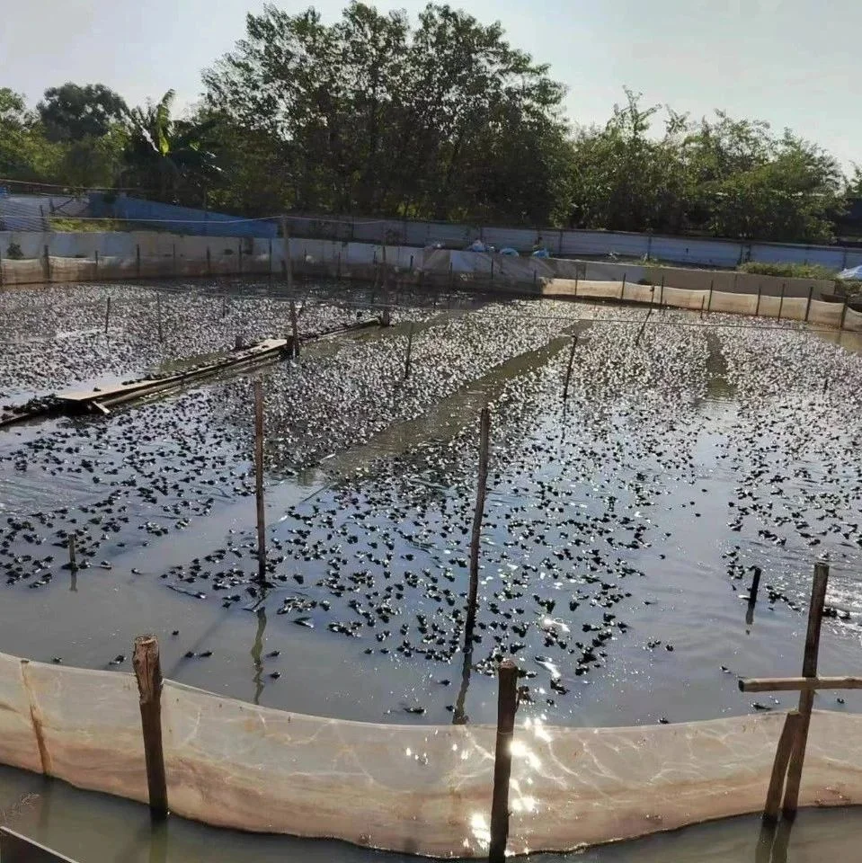 全国多地大拆蛙棚，蛙价暴跌！养殖牛蛙尾水排放不达标怎么破？实战经验来了