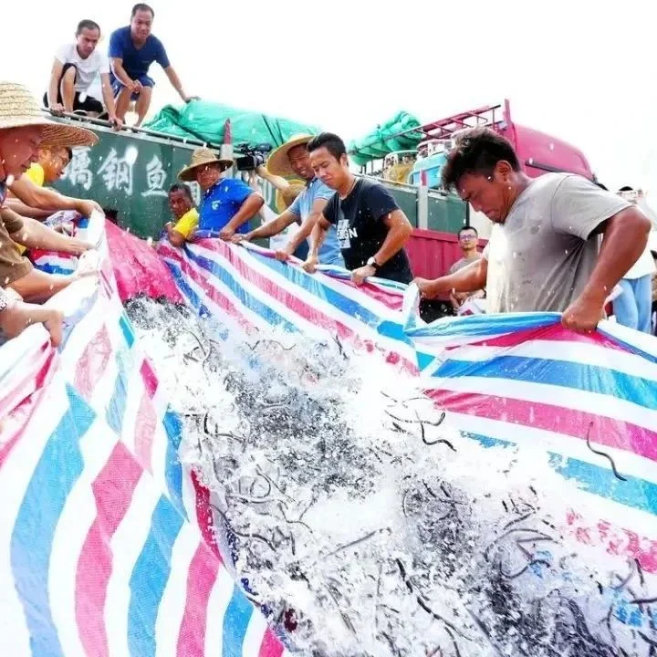 抓住现代农业发展的“牛鼻子”！千亩鱼塘50万尾鳗鱼苗投放，产值约八千万元！