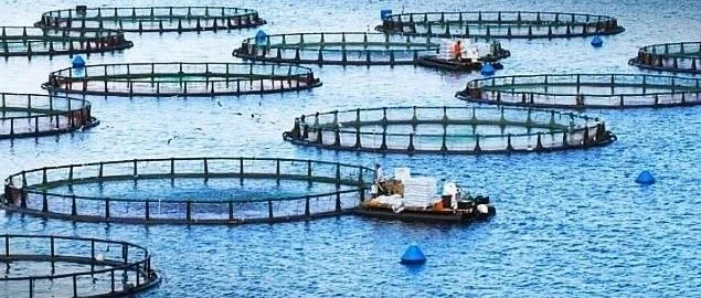 到2030年全球59%的鱼类供应将来自水产养殖业