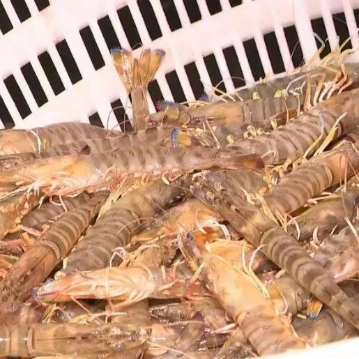 虾贝蟹混养增加效益，江苏这里10万亩斑节虾迎来丰收季！