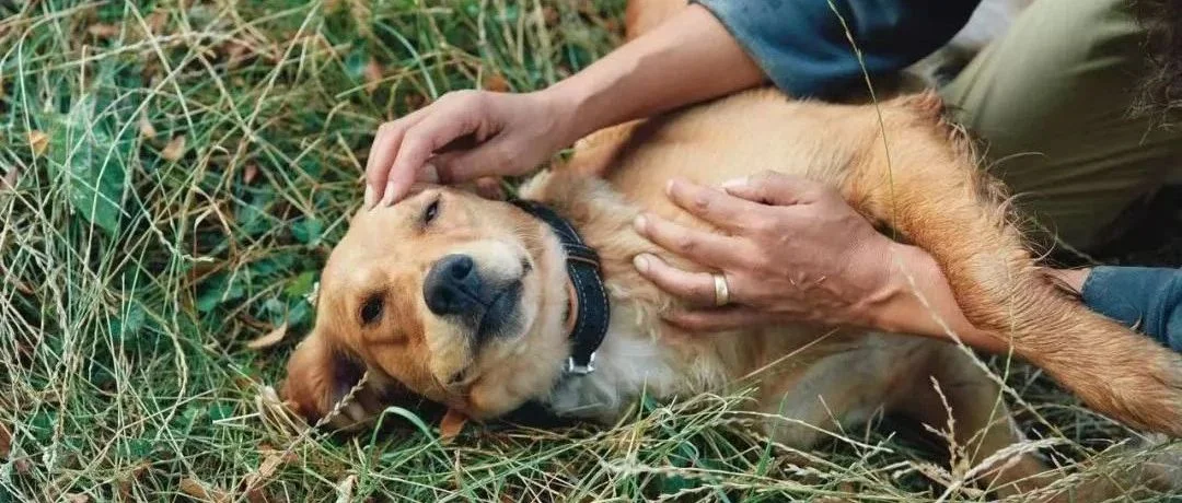 犬驱虫产品超可信，尼可信新适应证在华获批用于治疗犬疥螨、蠕形螨感染