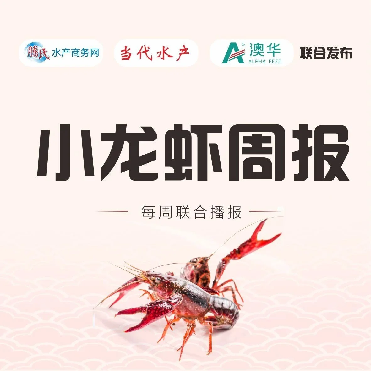 全线下跌！多地大青跌落20元/斤，存塘量再减，后市行情还会回升？ | 澳华联合播报
