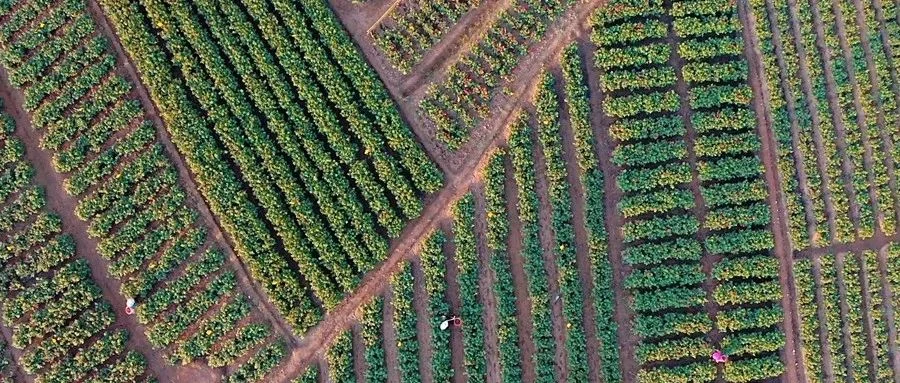 让乡村共享化妆品行业发展红利，将助力乡村振兴融入高质量发展