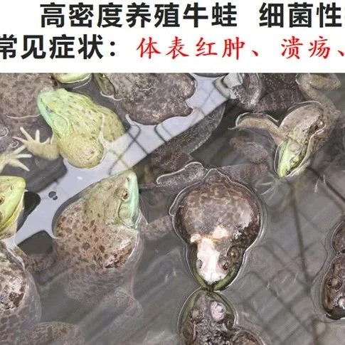 国家为牛蛙发声！养牛蛙机会来了？破解高密度养殖尾水和药残乃当务之急
