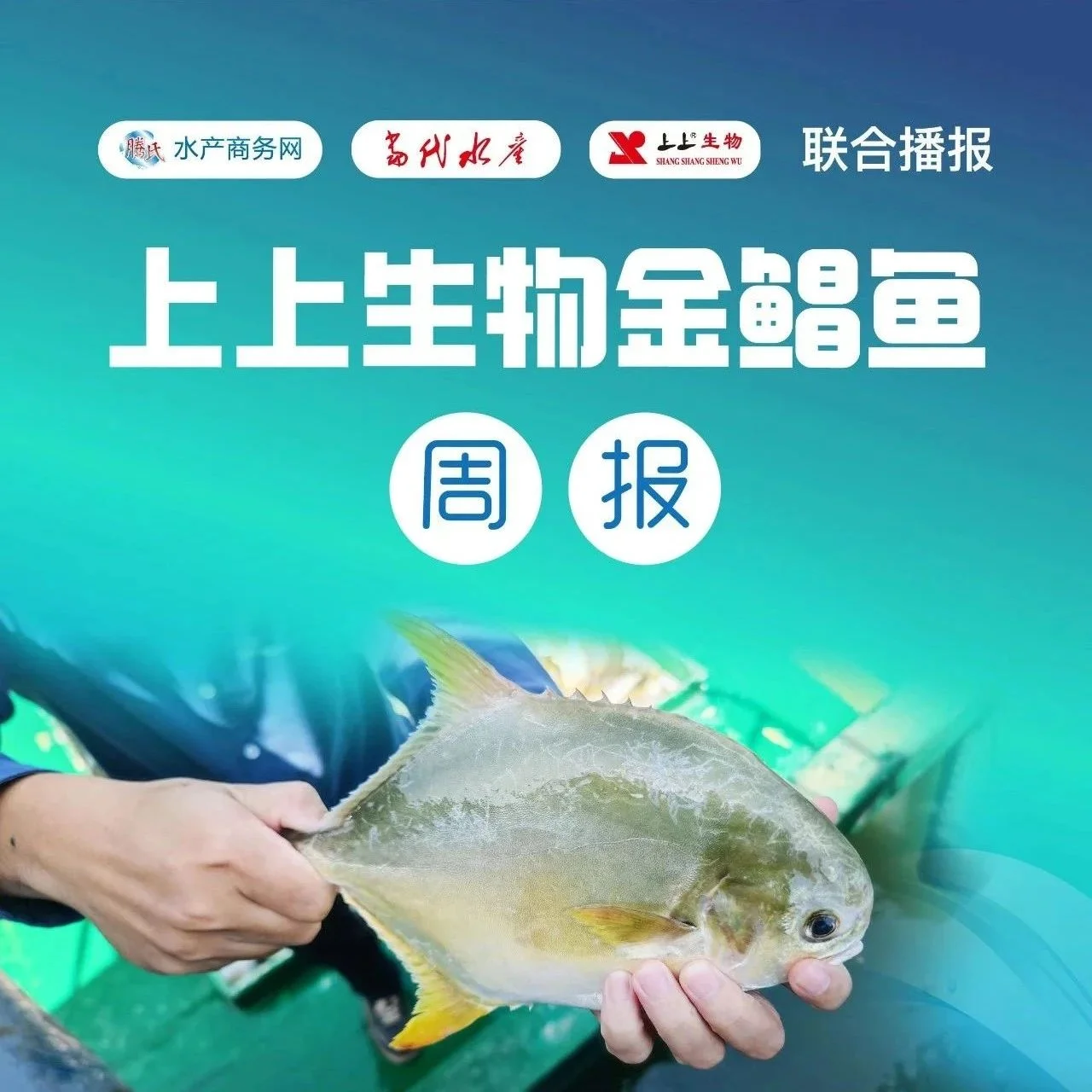 涨涨涨！金鲳涨0.2元/斤，市场缺大鱼，后市还会接着涨？| 上上生物联合报价㉖