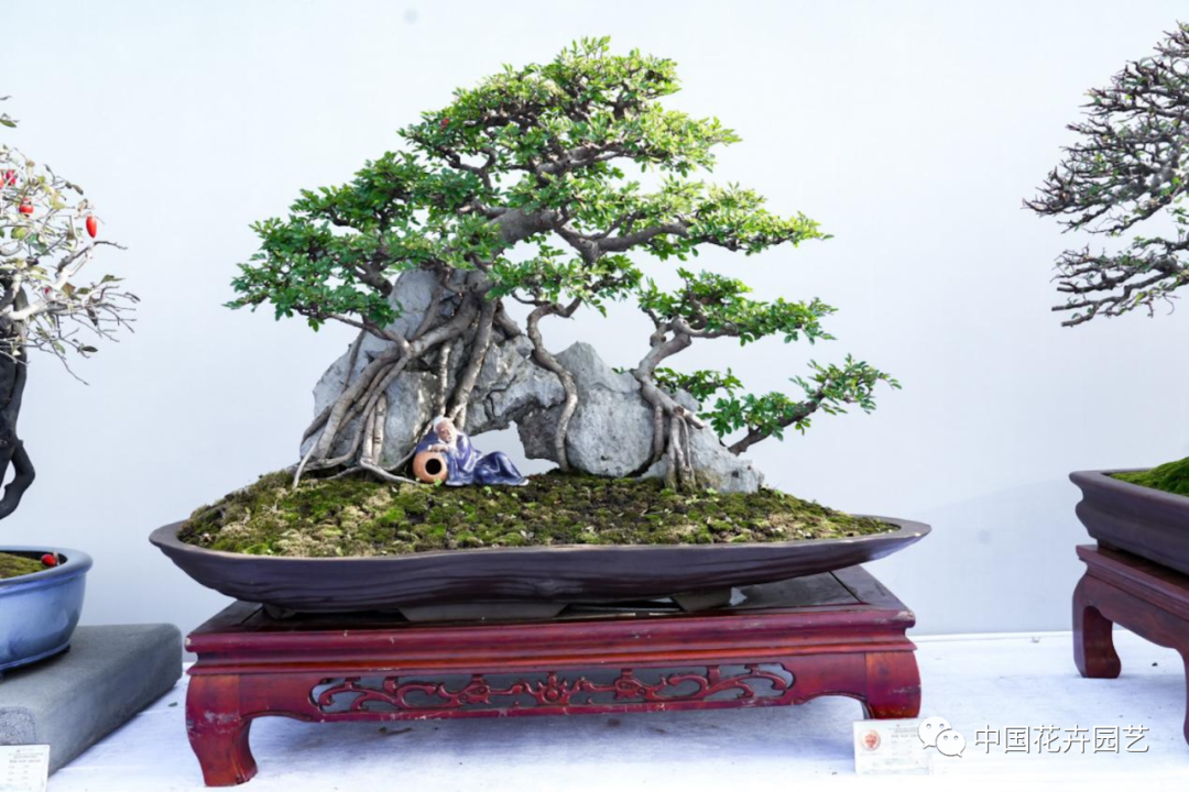 获奖盆景作品展示