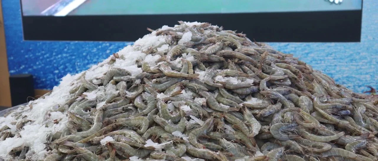 20/30白虾期货报盘涨至$6.3？汇率失守7.3，每柜多1-2万成本，国内现货价维稳！上海渔博会后，白虾价格走势如何？