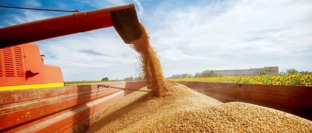 总体产量仍处于高位！2024年全球粮食供求与价格趋势展望