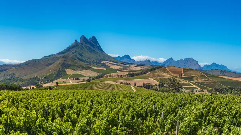 south-africa-vineyards.jpg