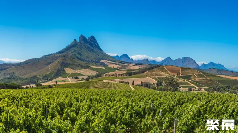 south-africa-vineyards.jpg