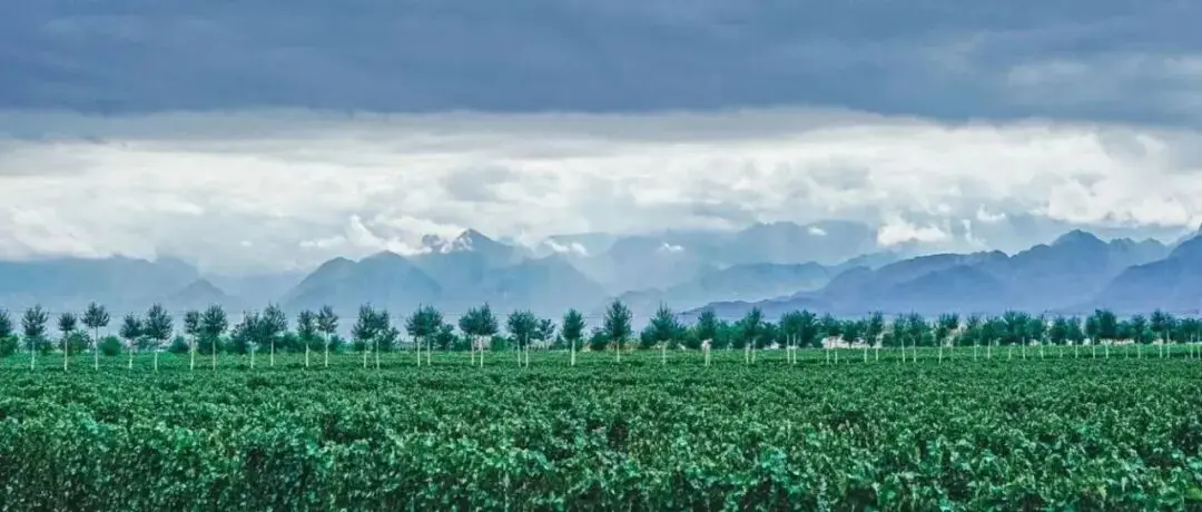 中国葡萄酒出海新征程,10.31-11.2第35届Interwine广州国际名酒展,核心产区+精品酒庄双线出击